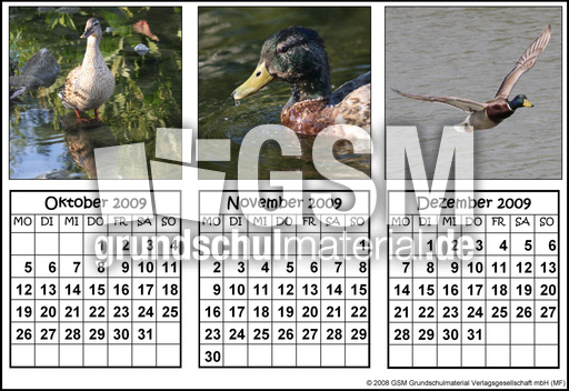 Quartalskalender-Stockenten_4.jpg